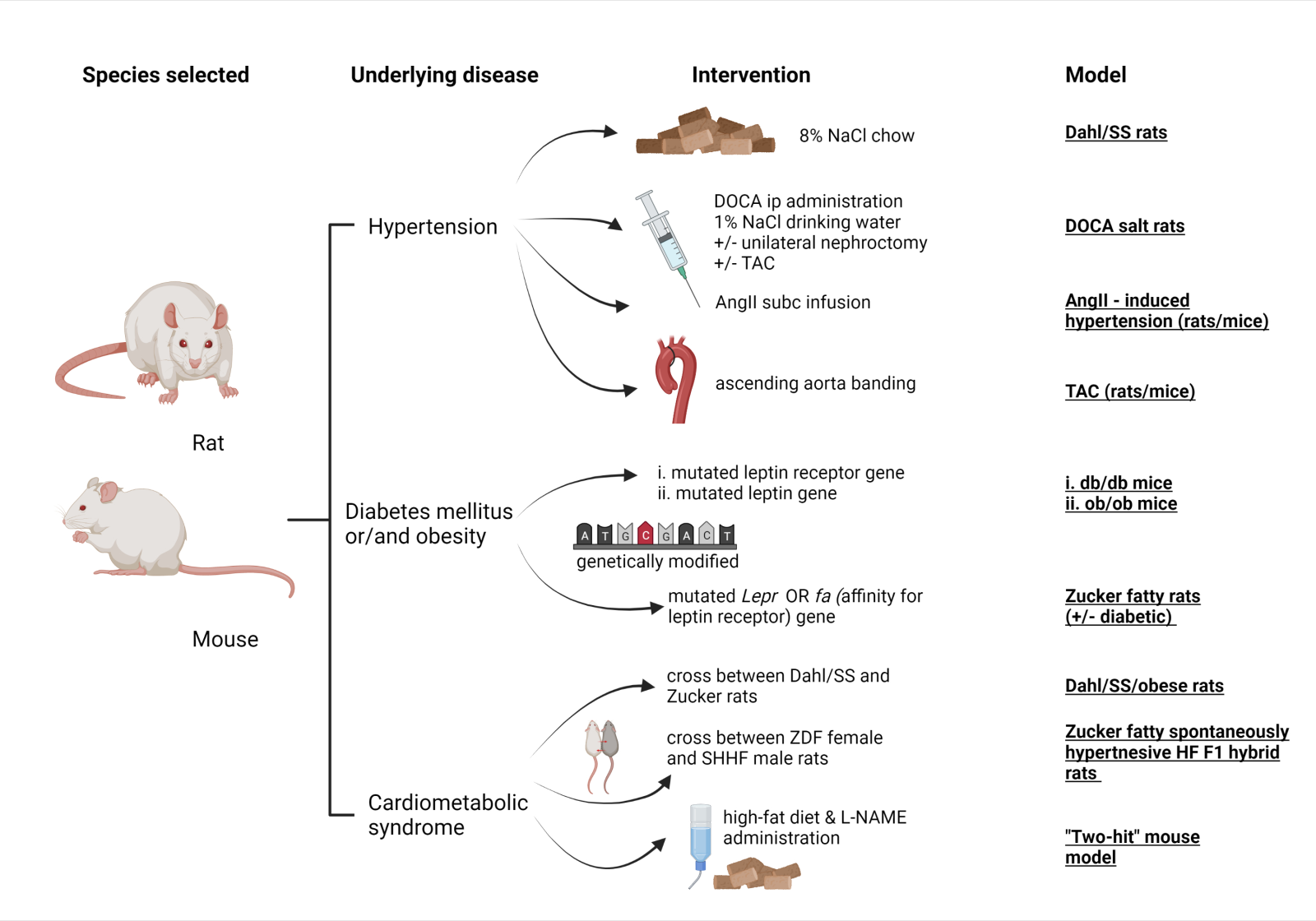 Heart failure with preserved ejection fraction targeted